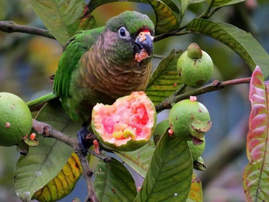 کاسکو یا طوطی خاکستری آفریقایی (Psittacus erithacus)
