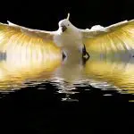 کاکادو زیبای مسحور کننده