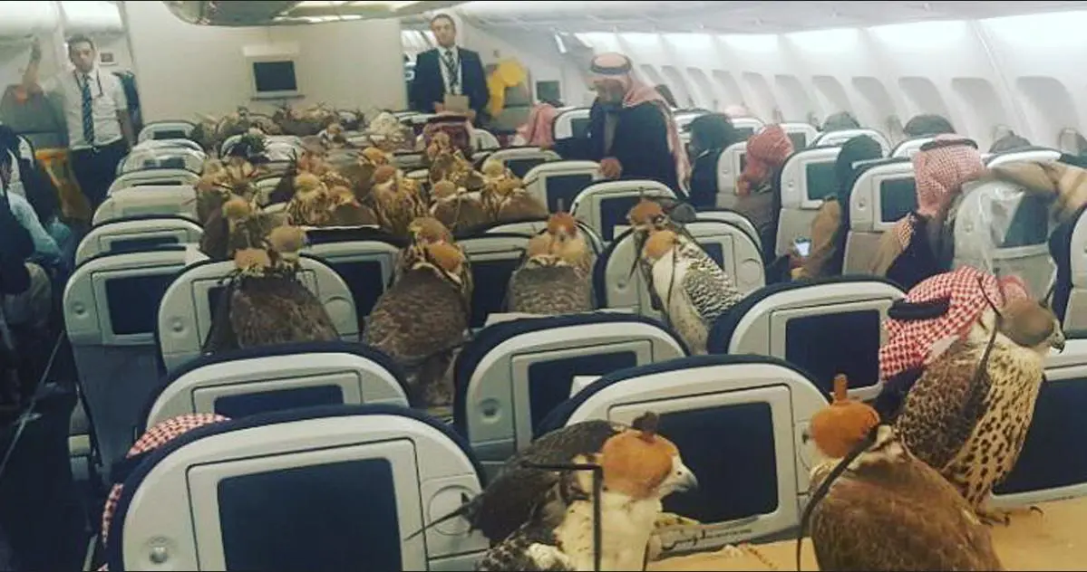 شرایط صدور مجوز ورود و خروج حیوانات دست آموز
