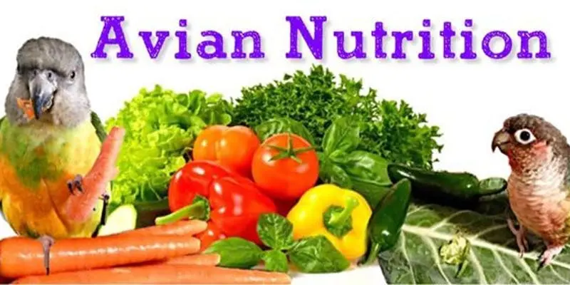 چرخ ریسک تورانی زیبای کوچک