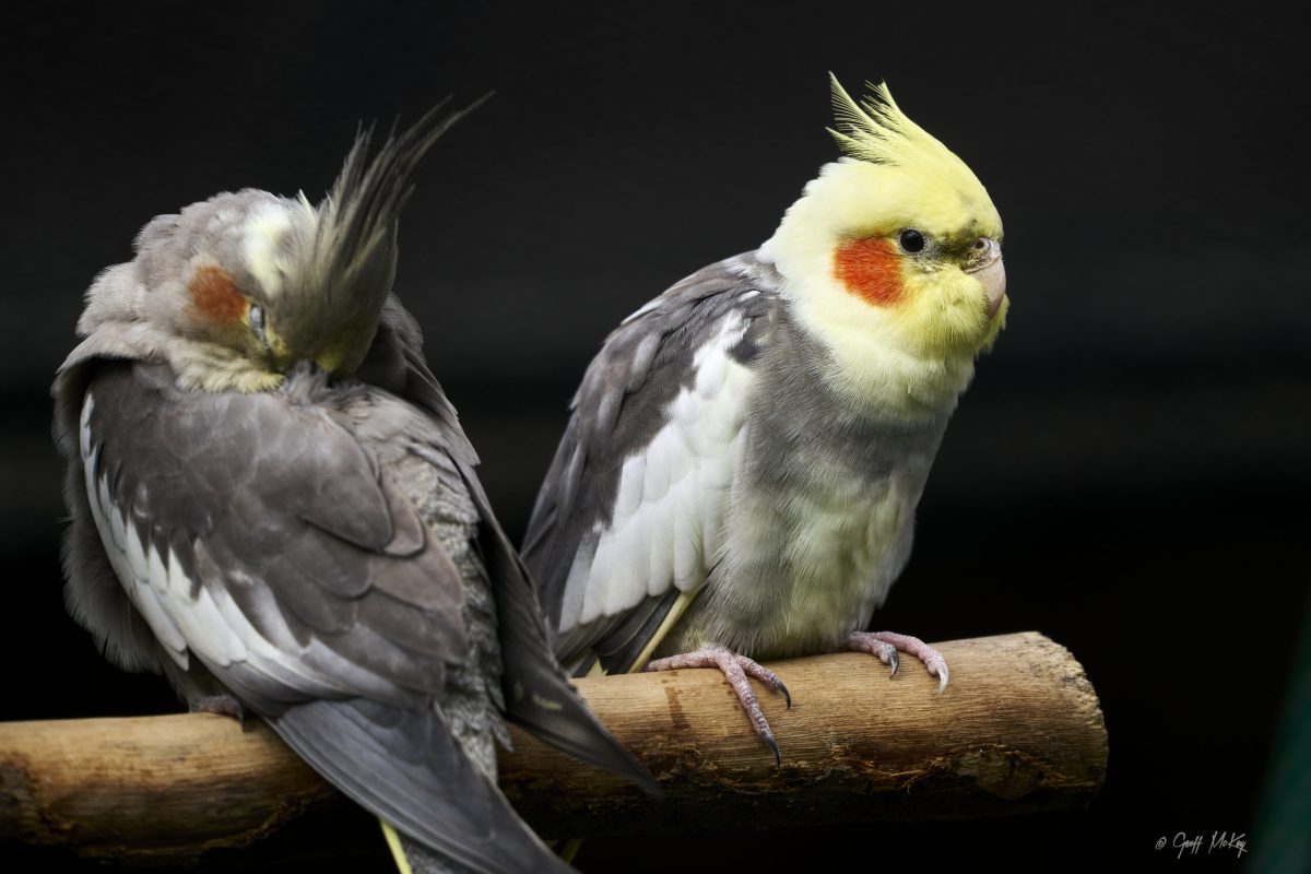 عروس هلندی و جفتش