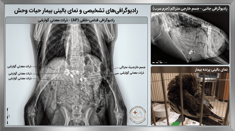 راهنمای جامع و اورژانسی نجات هنگام انسداد مجاری تنفسی و گوارش در پرندگان