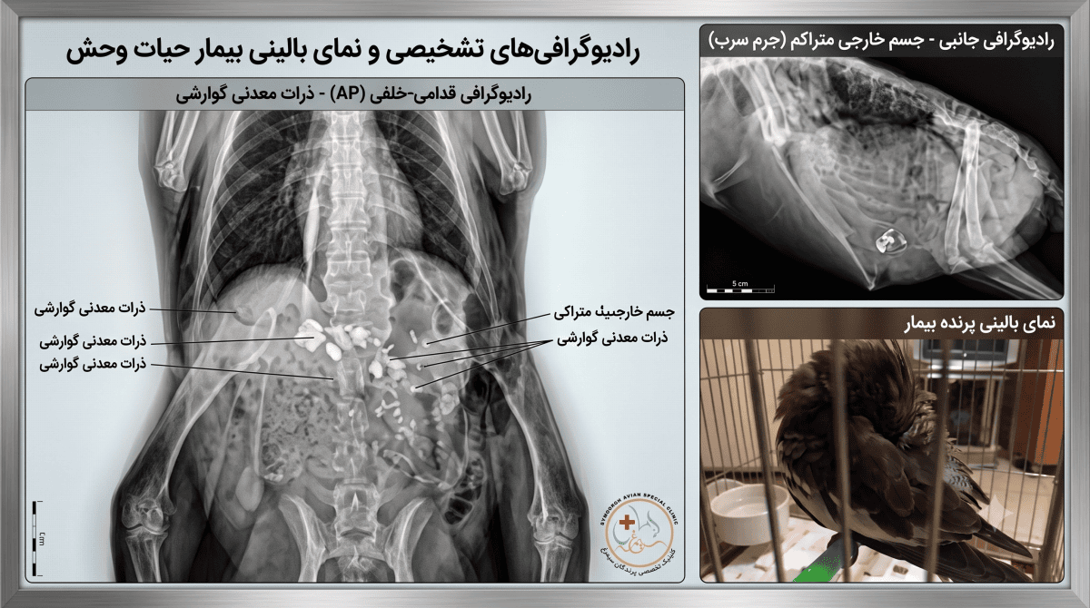 بلع جسم خارجی در پرندگان