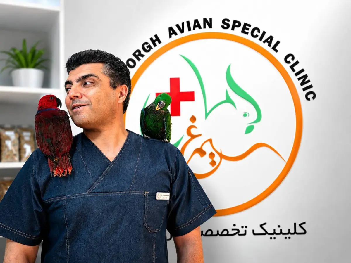 پرنده زیبا