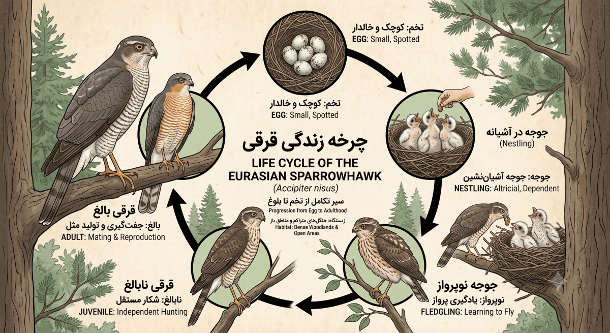 چرخه زندگی در قرقی ها