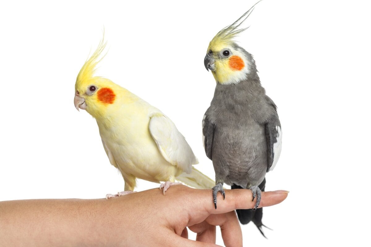 عروس هلندی اهلی