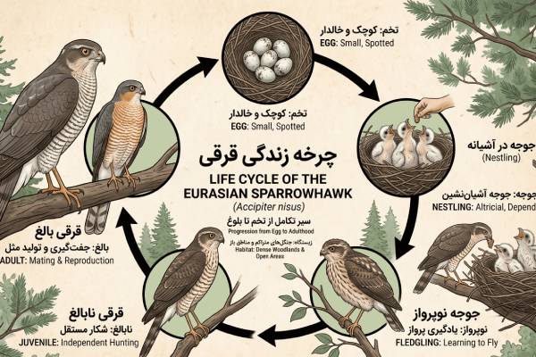 پرنده قرقی
