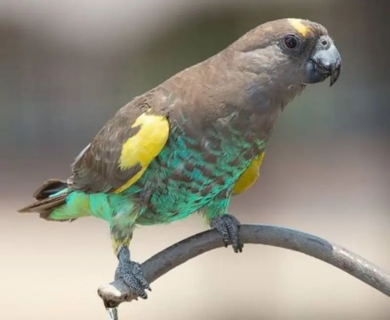طوطی مایر