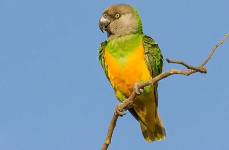 طوطی سنگال