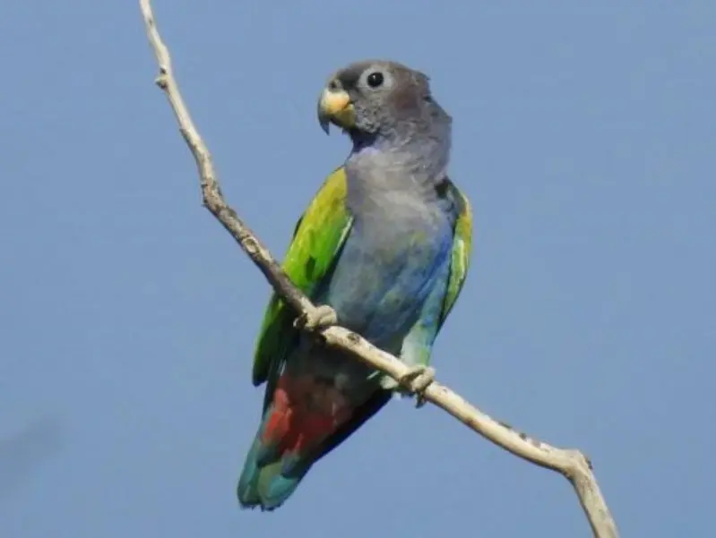 پیونوس